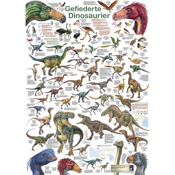 Bio-Poster "Gefiederte Dinosaurier"